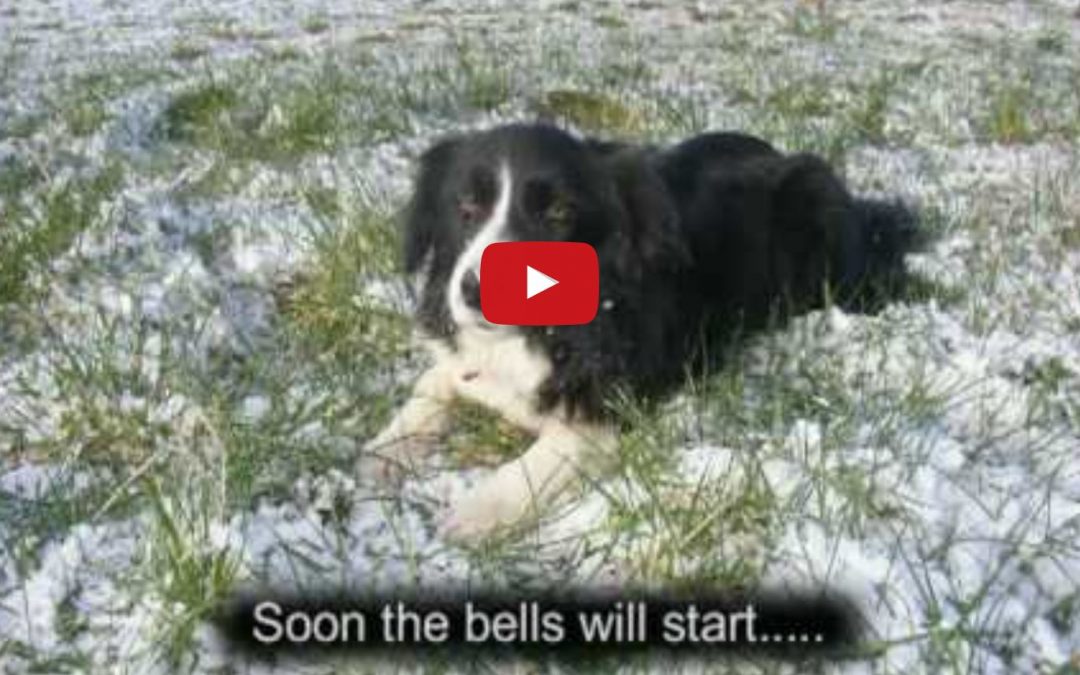 Border Collie Rescue – A Christmas Tail