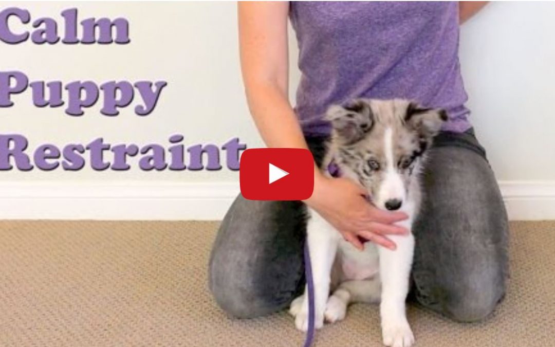 Great Puppy Restraint Teaching Technique for Border Collie Puppies