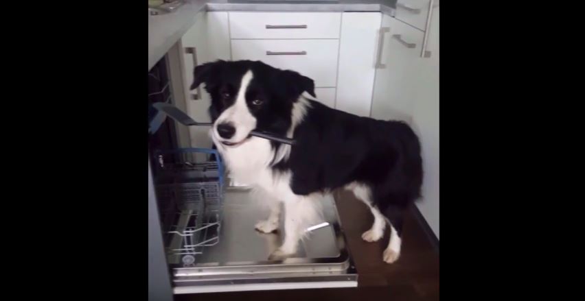 Border Collie Mannequin Challenge