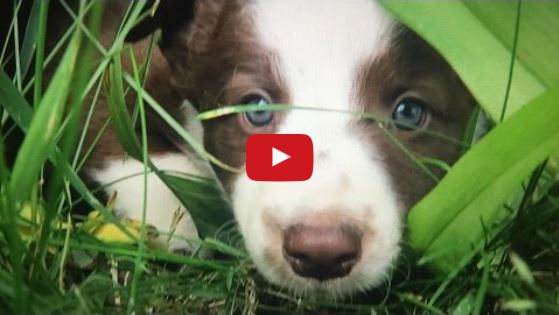 So Paw-Some!  Check Out These Cute Border Collie Puppies Playing!