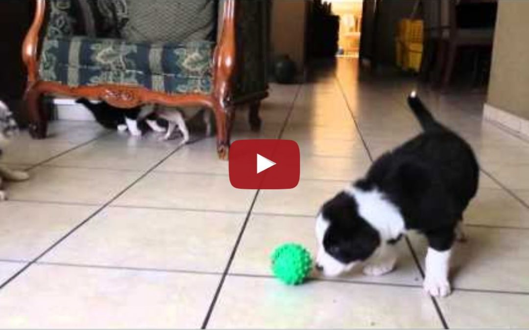 So Cute! Border Collie Puppies Vs Chihuahua