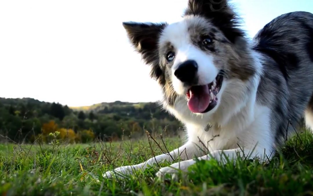 Cassiopeia The Border Collie Puppy at 7 Months