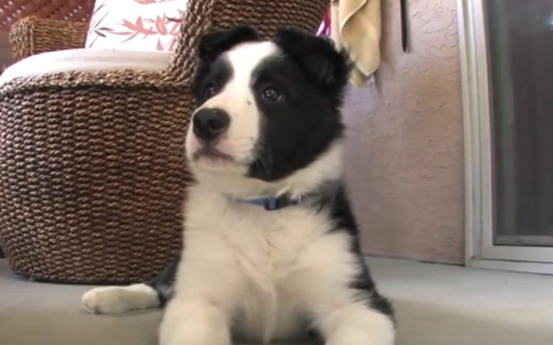 Cooper the Border Collie Puppy at 10 Weeks Old