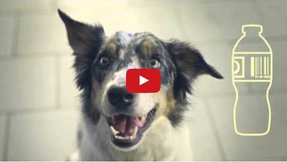 Easy the Border Collie Stars in Lithuanian Recycling Commercial