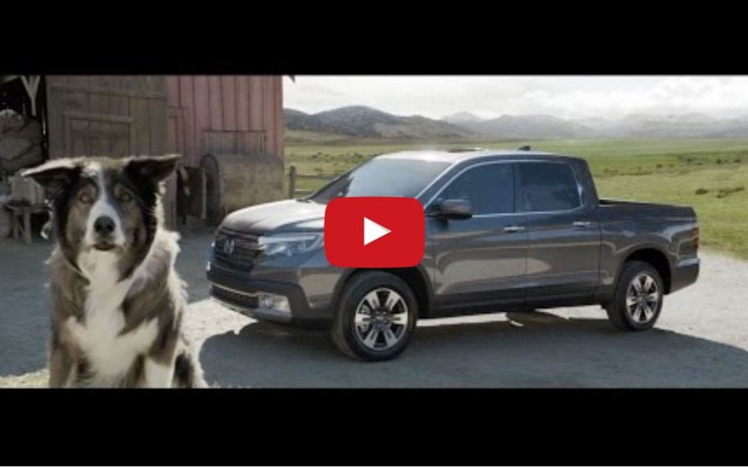 Must Watch Honda Commercial Featuring a Border Collie