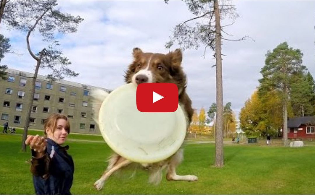 Go Pro Presents… Border Collie Tricks in Norway!