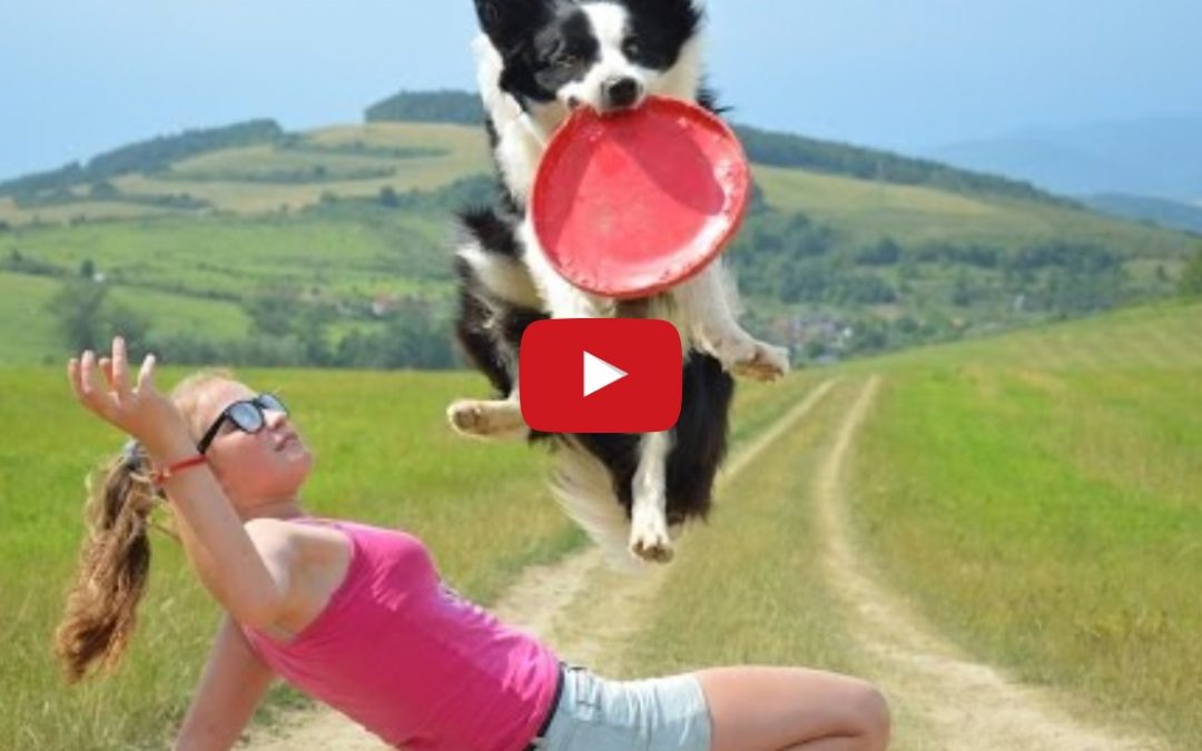 Rita the Border Collie’s Fantastic Frisbee Tricks