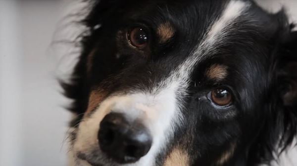 Who Gets the Couch? Tai the Border Collie or His Mom?