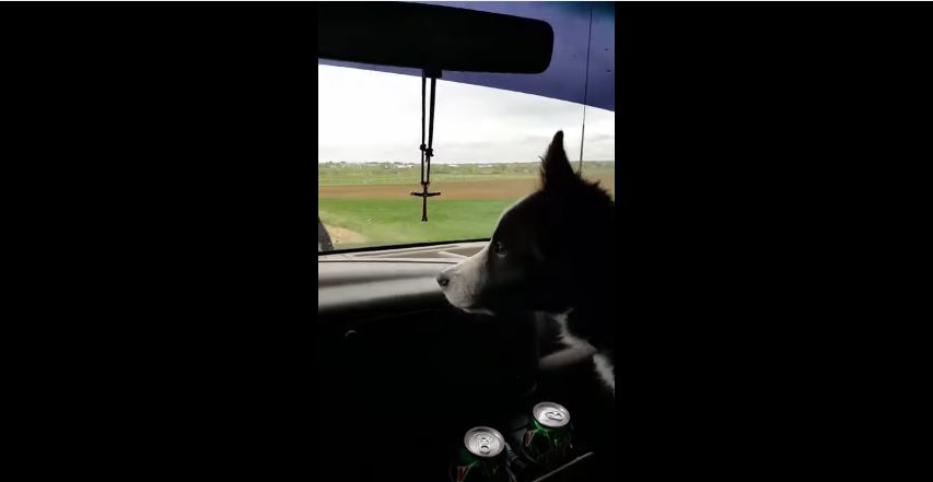 Border Collie Reacts To Windshield Wipers