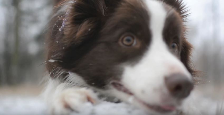 Border Collie Winter Walk