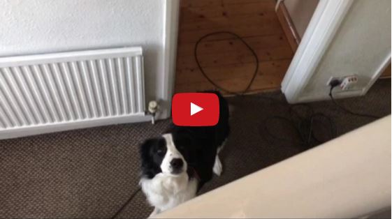 What It’s Like Doing Chores With A Border Collie…