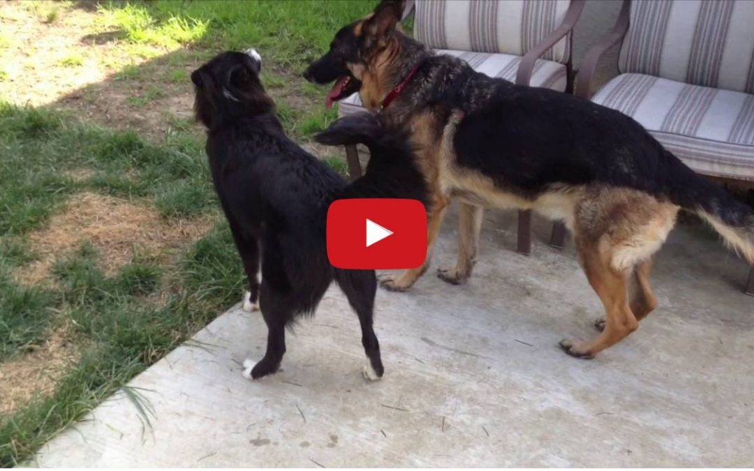 Border Collie and German Shephard Playing Together