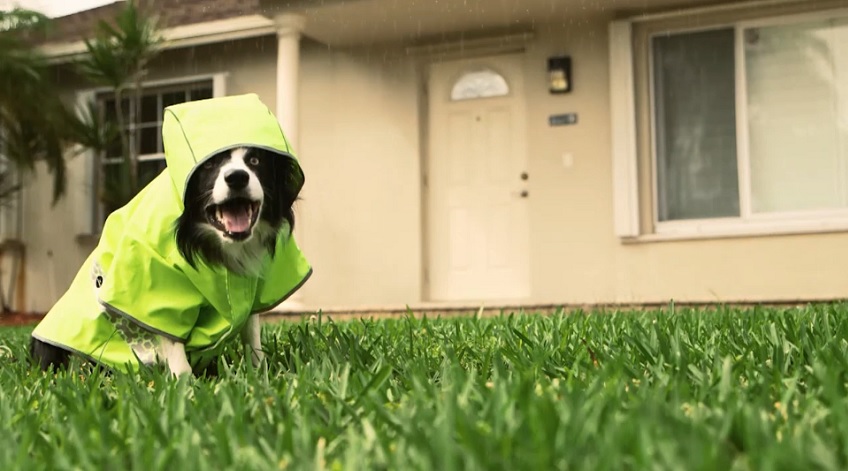 Border Collie Stars in Roofing Commercial