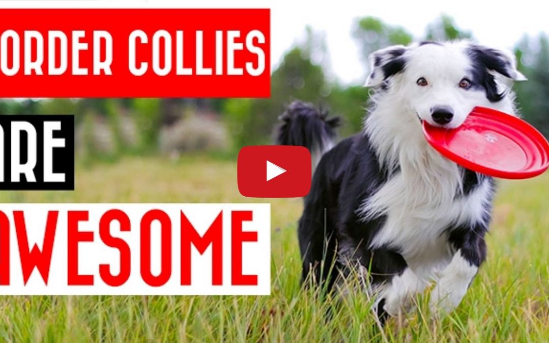 Border Collies are Awesome!