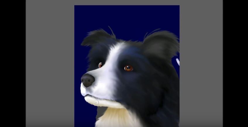 Border Collie Speed Paint