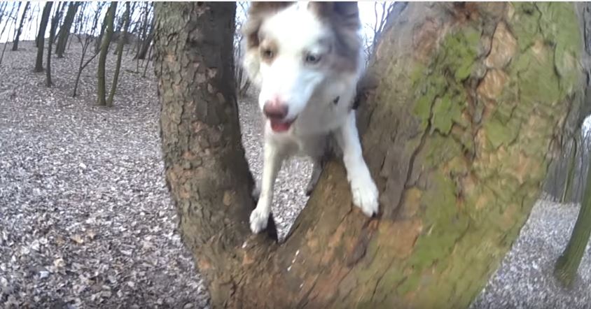 Border Collie Parkour