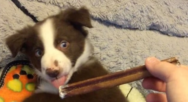 Trek the Border Collie Puppy Loves His Bully Stick