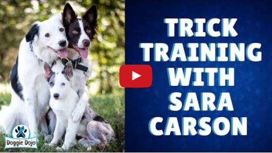 Sara Carson & The Super Collies Shares Some of their Training Secrets