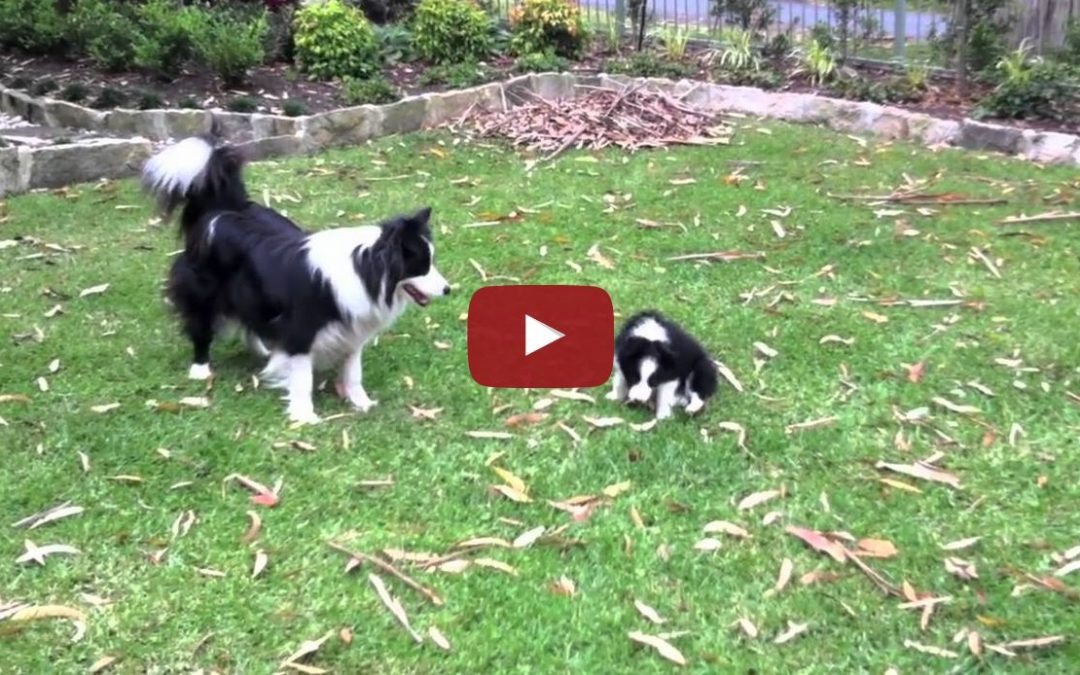 Playtime with Ziggy the Border Collie Puppy