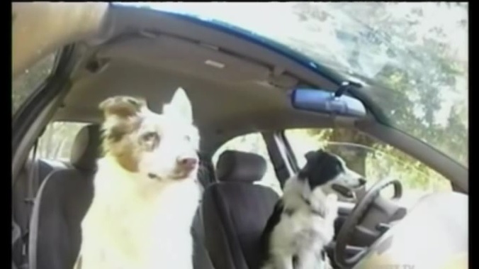 Uh Oh!  A Border Collie Crashes While Driving!