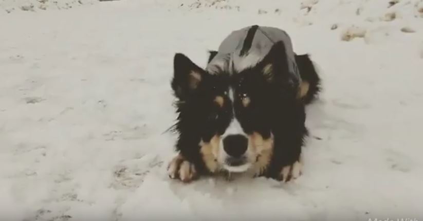 Snowy Tricks with Fossa