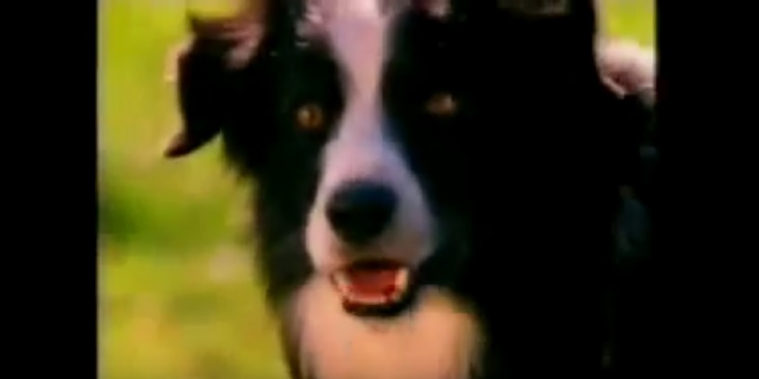 From 1995! A Weird But Funny Border Collie Commercial