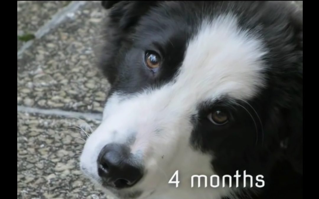 Border Collie Grows Up!