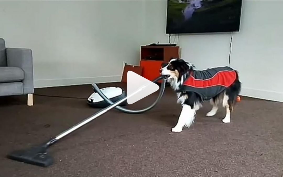 Secret the Border-Aussie-Collie Paints, Dances and Does Chores