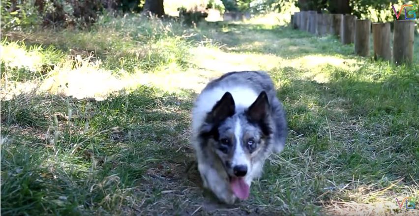 The Best Border Collie Tricks