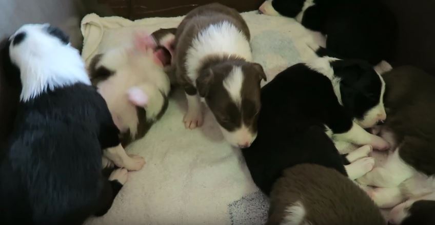 3 Week Old Puppies