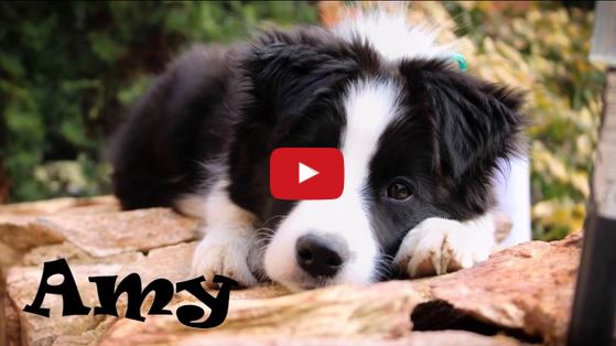 Meet Amy the Border Collie Puppy