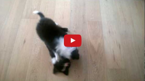 Cutest Border Collie Puppy Brawl Ever!