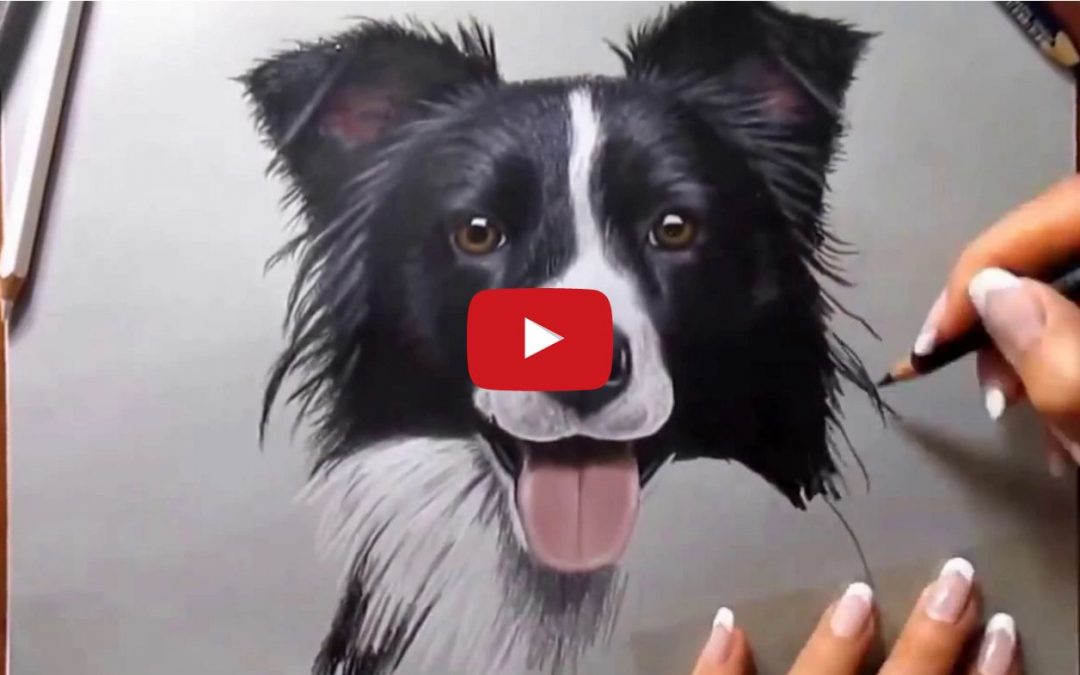 Drawing A Border Collie