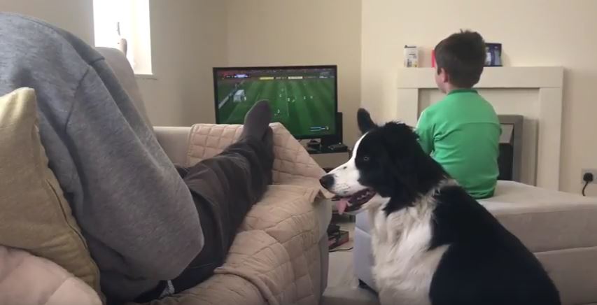 Border Collie Wants Attention