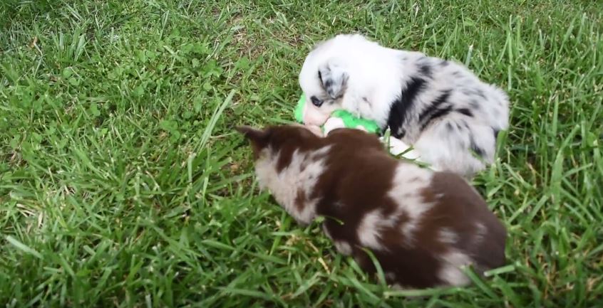 Puppies Sharing A Toy