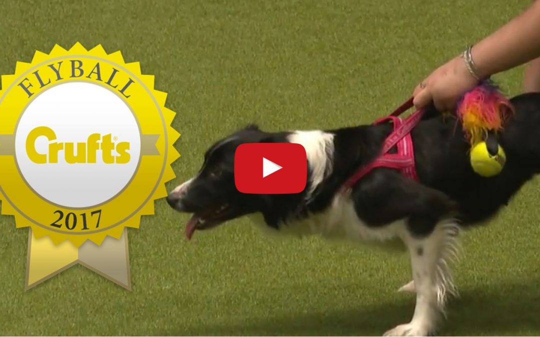 Check Out the Exciting 2017 Crufts Flyball Team Final Races