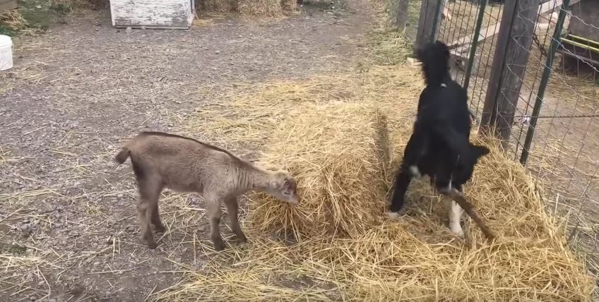 Baby Goat and Border Collie