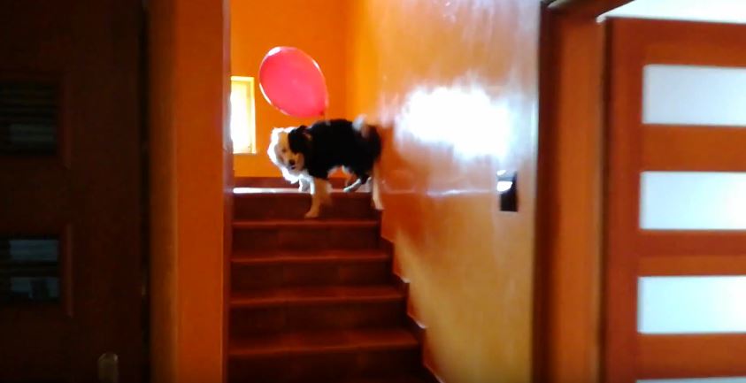 Border Collie and Balloon