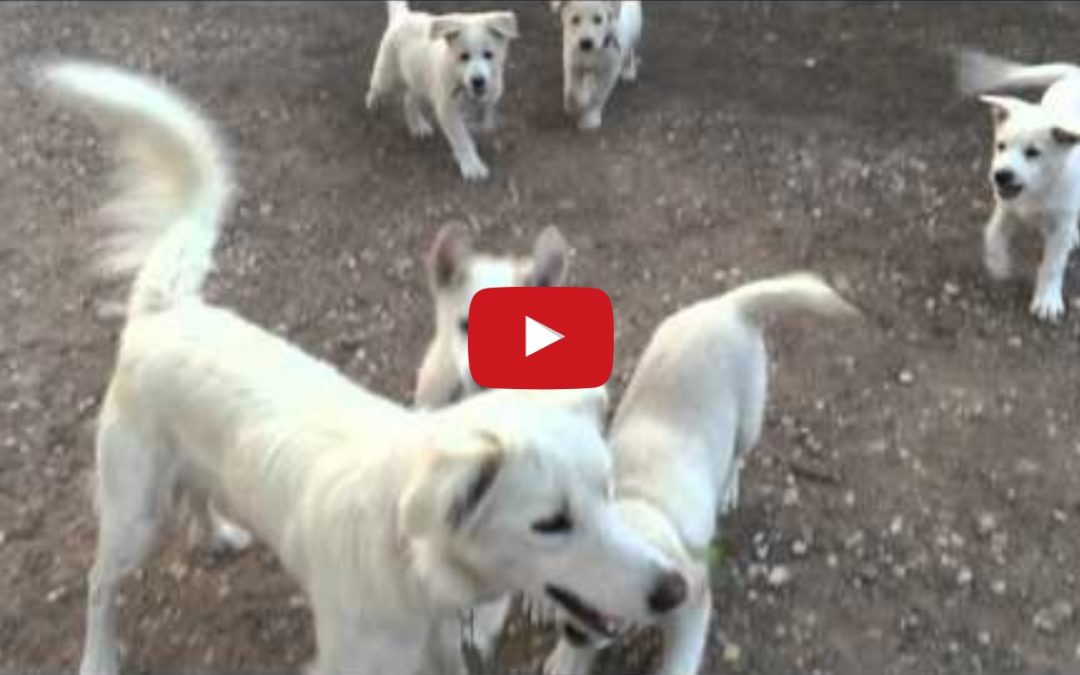 Blonde Border Collie Puppies Playing