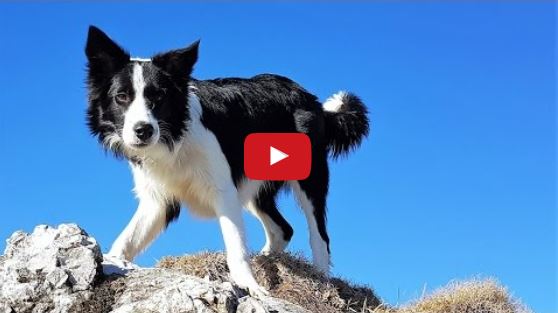 Meet Lido the Border Collie!