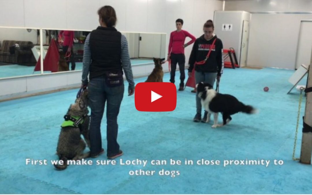 Border Collie Dog Aggression Training