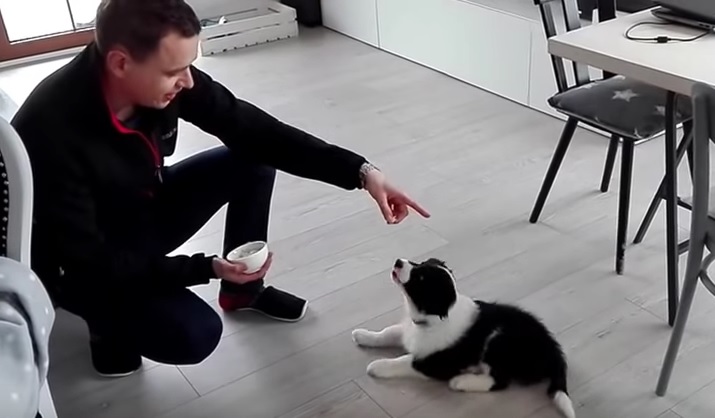 8 Week Old Border Collie Puppy Gets Some Positive Training!