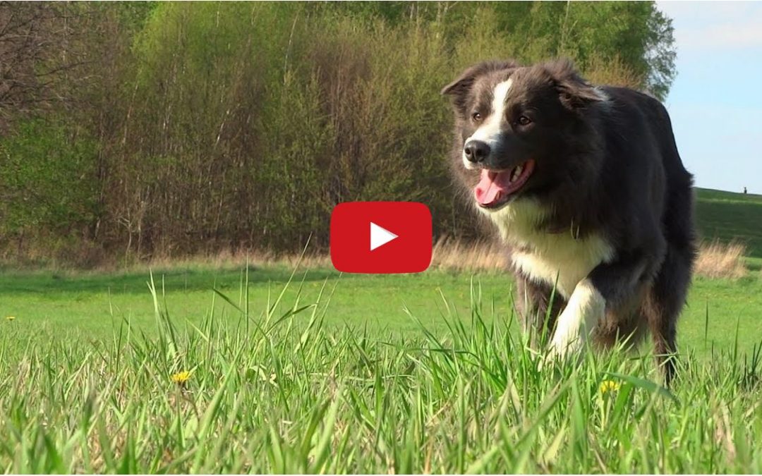 Zuri the Border Collie Celebrates His First Year!