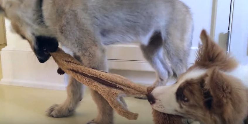 Wolf Plays With Border Collie