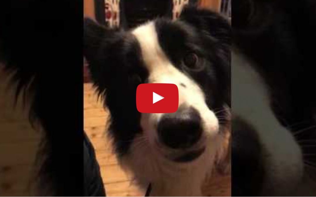 Benji Gives You That Familiar Border Collie Stare!