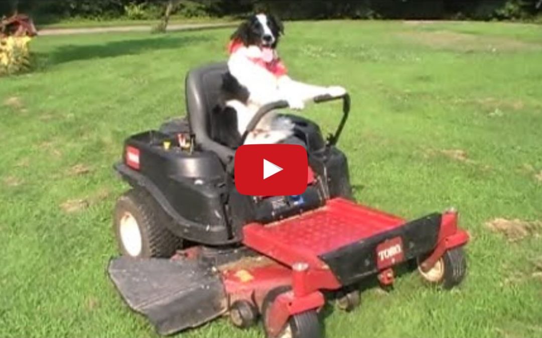 Border Collie Drives a Lawn Mower