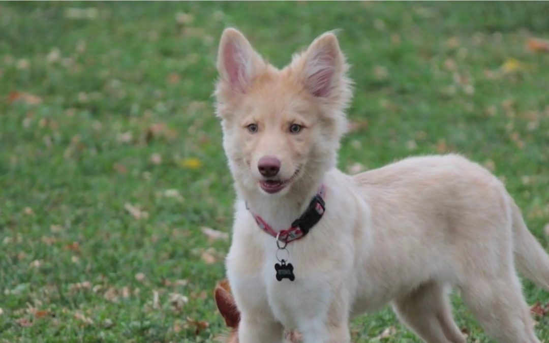 Adorable Border Collie & German Shepherd Mix