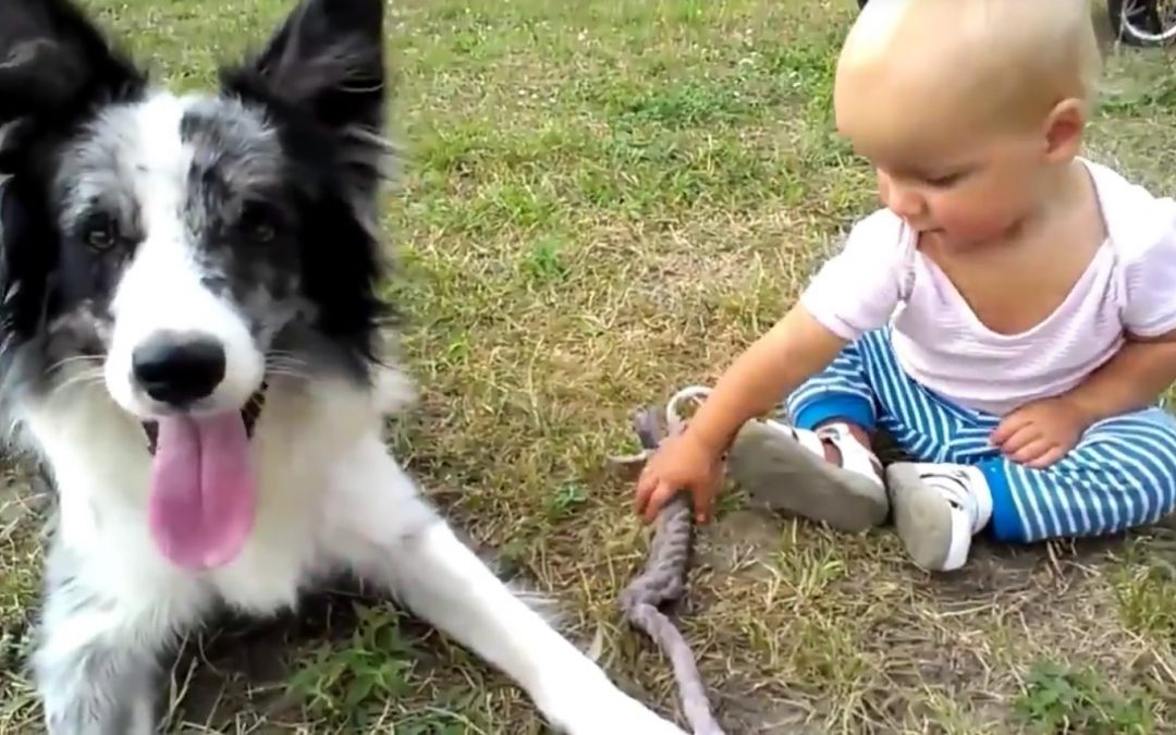 Border Collies Playing with Babies