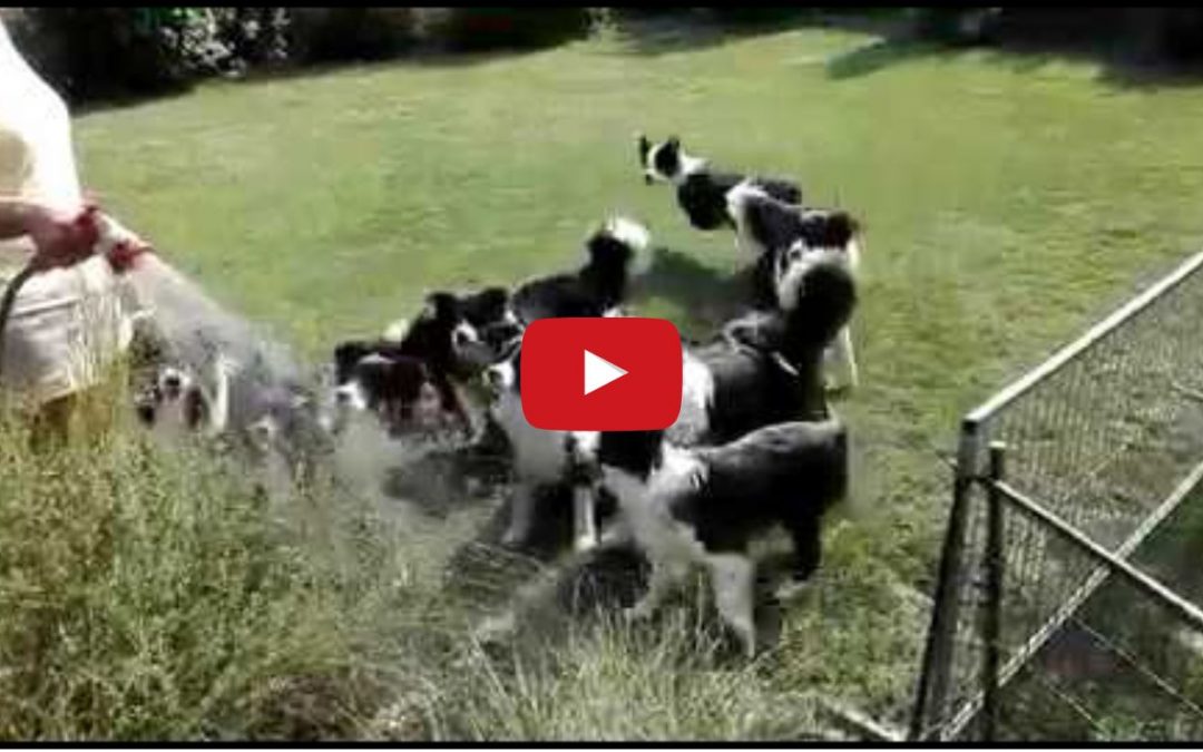 Border Collies Playing with Water Hose