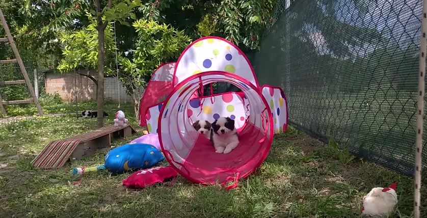 The Hyperpaw Kennel